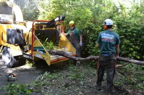 tree services Johnsburg